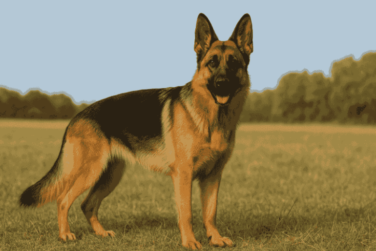 GSD
