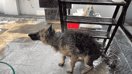 Freshly bathed German Shepherd shaking off water happily