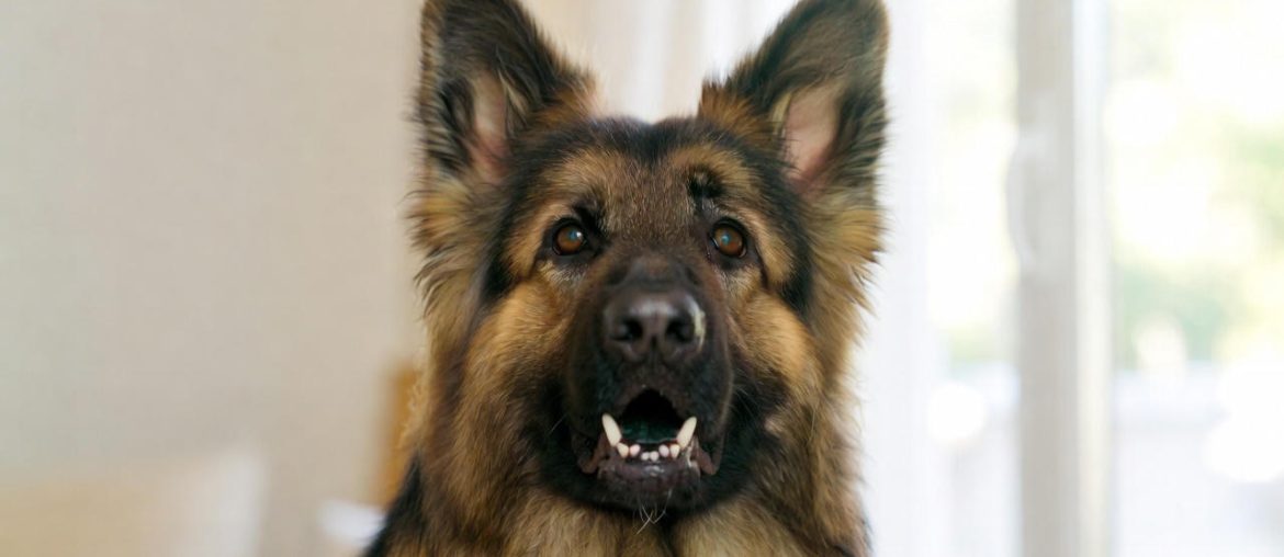 The-Ultimate-GSD Grooming-&-Care-Guide