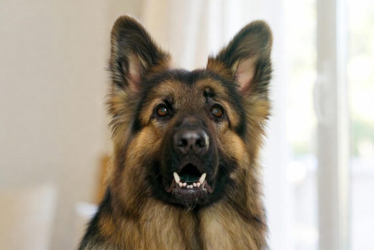 The-Ultimate-GSD Grooming-&-Care-Guide
