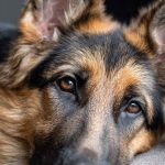 gsd_skin_allergies_complete_guide_to_itching