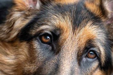 gsd_skin_allergies_complete_guide_to_itching