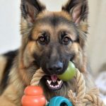 German Shepherd with indestructible toys for power chewers