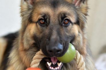 German Shepherd with indestructible toys for power chewers
