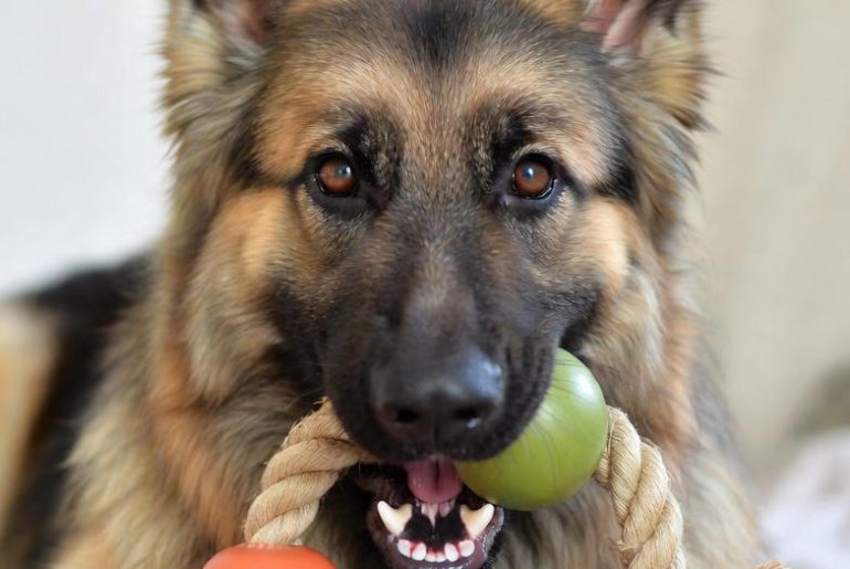 German Shepherd with indestructible toys for power chewers