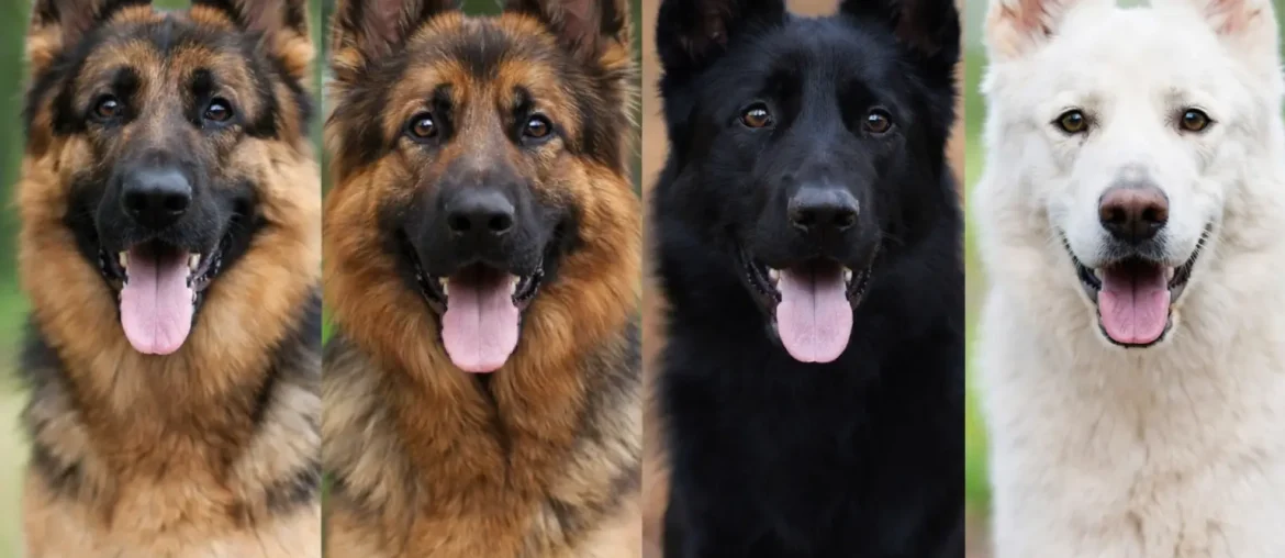 German Shepherd colors comparison showing_black_and_tan_sable_solid_black_and_white_variations