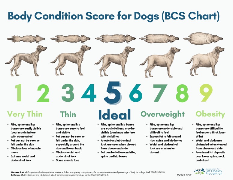 German-Shepherd-body-condition-chart-showing-underweight-ideal-weight-and-overweight-comparison