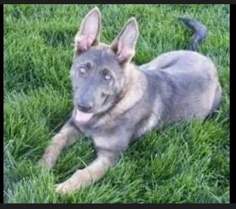 Blue-German-Shepherd-with diluted-gray-coat-color