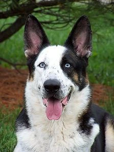 Rare_panda_German_Shepherd with_piebald_white_markings