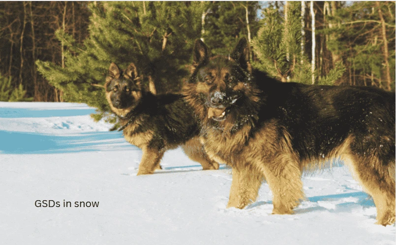 winter_gsd_Servive